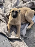 Belgický ovčák - Malinois bez PP