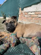 Belgický ovčák - Malinois bez PP