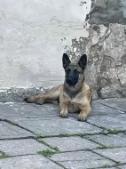 Belgický ovčák - Malinois bez PP