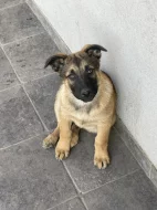 Belgický ovčák - Malinois bez PP