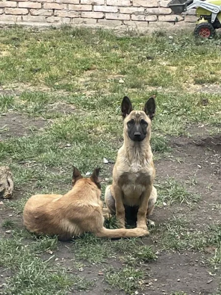 Belgický ovčák - Malinois bez PP