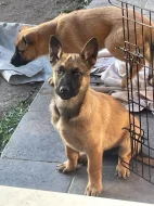 Belgický ovčák - Malinois bez PP