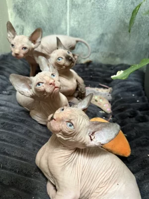 Kanadský sphynx bez PP