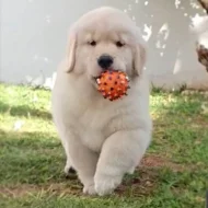 Štěňata zlatého retrívra v krémové barvě, výstavní linie s AT