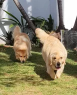 Štěňata zlatého retrívra v krémové barvě, výstavní linie s AT