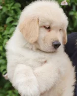 Štěňata zlatého retrívra v krémové barvě, výstavní linie s AT