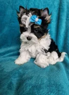 Štěňata biewer jorkšírského teriéra