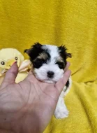 Štěňata Biewer Yorkshire teriéra na prodej