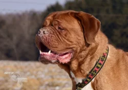 Darujeme odebraného psa bordeauxské dogy