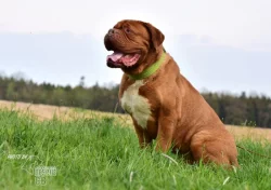 Darujeme odebraného psa bordeauxské dogy