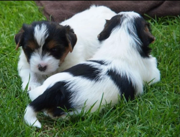 Krásná štěňátka yorkšírského teriéra