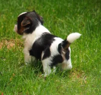 Krásná štěňátka yorkšírského teriéra