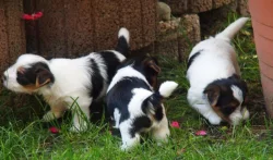 Krásná štěňátka yorkšírského teriéra