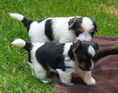 Krásná štěňátka yorkšírského teriéra