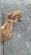 Jacka  10m.štěně..krásný hravý nekonfliktní k ostatním