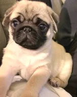 Mops Štěňata s pp