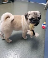 Mops Štěňata s pp