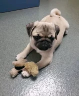 Mops Štěňata s pp