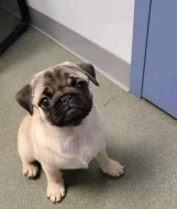 Mops Štěňata s pp