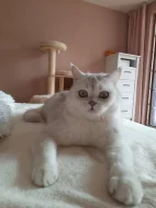 Britská stříbrná kočička s PP