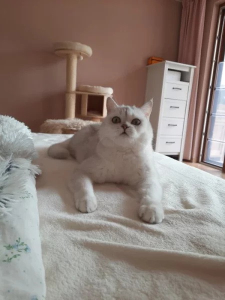 Britská stříbrná kočička s PP