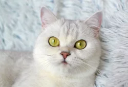 Britská stříbrná kočička s PP