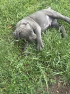 Cane Corso bez pp