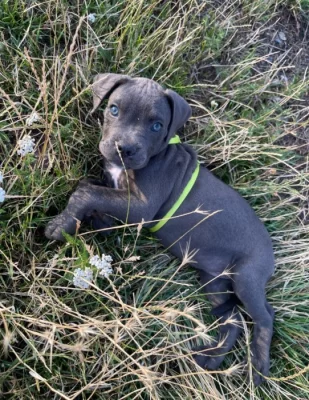 Cane Corso bez pp
