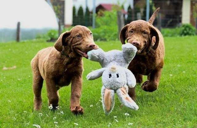 Hnědý retriever(jako hnědý labrador-chesapeake)sPP