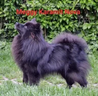 Německý špic střední štěňátka s PP