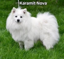 Německý špic střední štěňátka s PP