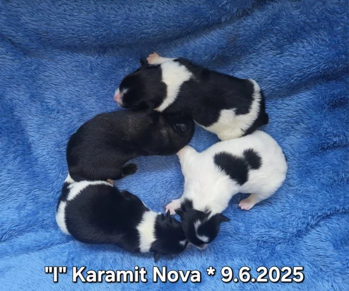 Německý špic střední štěňátka s PP