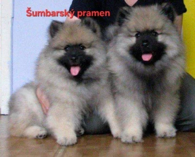 Vlčí špic Keeshond štěňata s PP