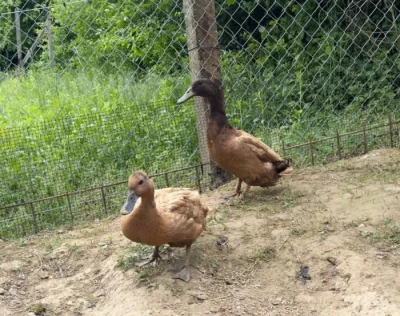 predám násadové vajcia kačky Khaki Campbell