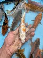 Koi kapři