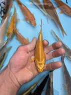 Koi kapři
