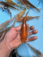 Koi kapři