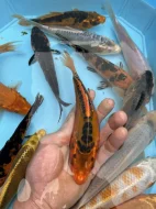 Koi kapři