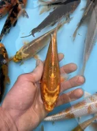 Koi kapři