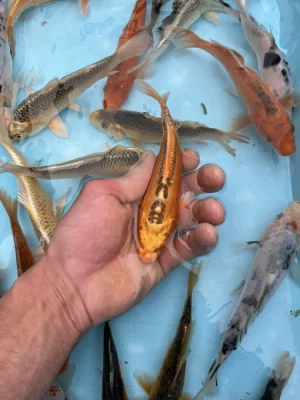 Koi kapři