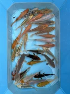 Koi kapři