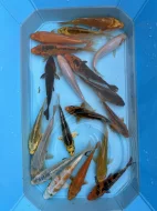Koi kapři