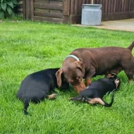 Jezevčík hladkosrstý trpasličí - fenky k odběru