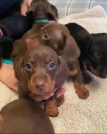 Jezevčík hladkosrstý trpasličí - fenky k odběru