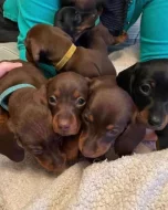 Jezevčík hladkosrstý trpasličí - fenky k odběru