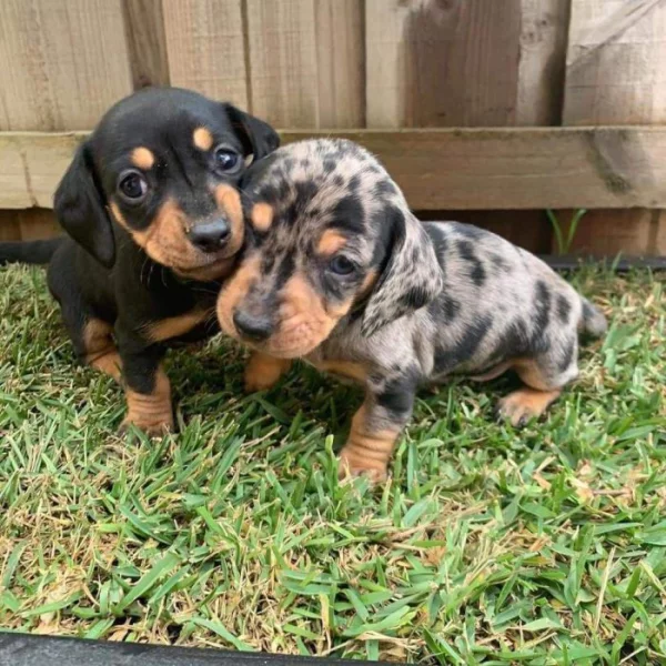 Jezevčík hladkosrstý trpasličí - fenky k odběru