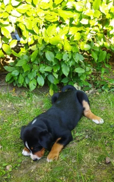 Appenzellský salašnický pes