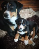 Appenzellský salašnický pes