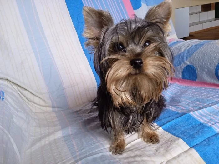 Jorkšírský teriér