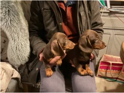 Jezevčík hladkosrstý trpasličí